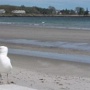 Belle plage à marée basse